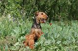 AIREDALE TERRIER 308